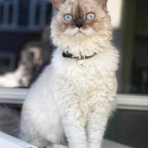 leo