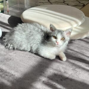 simba