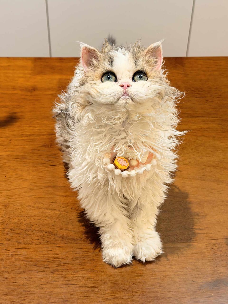 nala nala