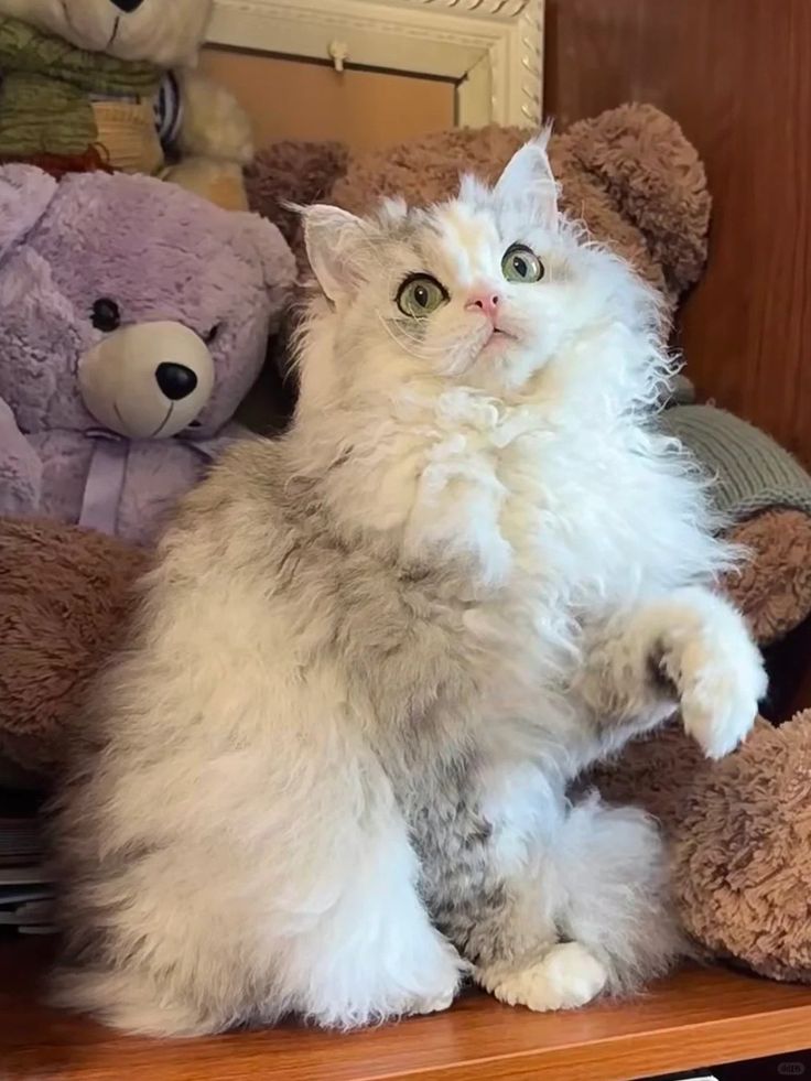 luna luna